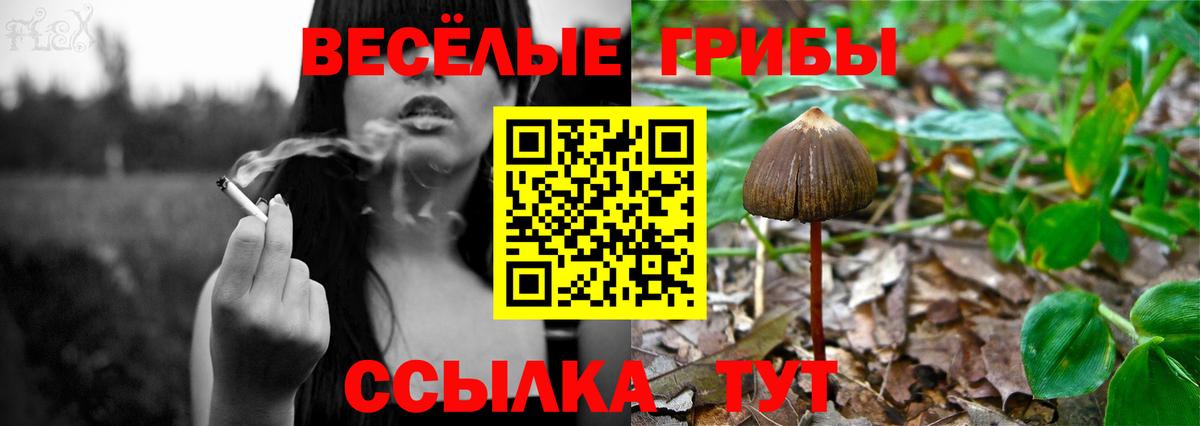 Псилоцибиновые грибы Cubensis  Вход с VPN  Псилоцибиновые грибы Magic Shrooms  Ртищево 